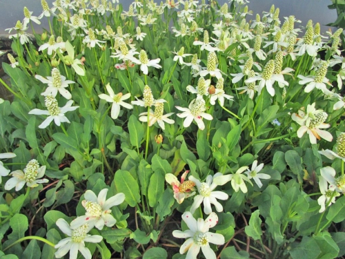 Scheinanemone - Anemopsis californica
